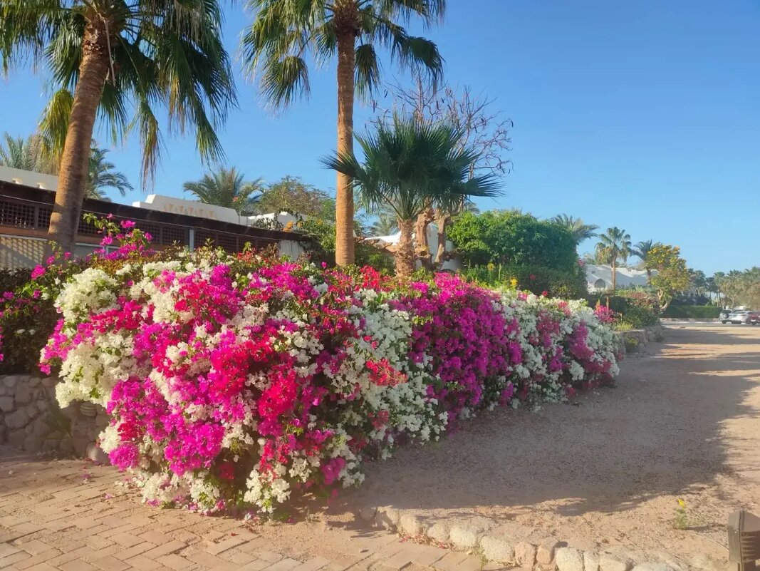 Египет. Шарм-эль-Шейх - Ирэн 