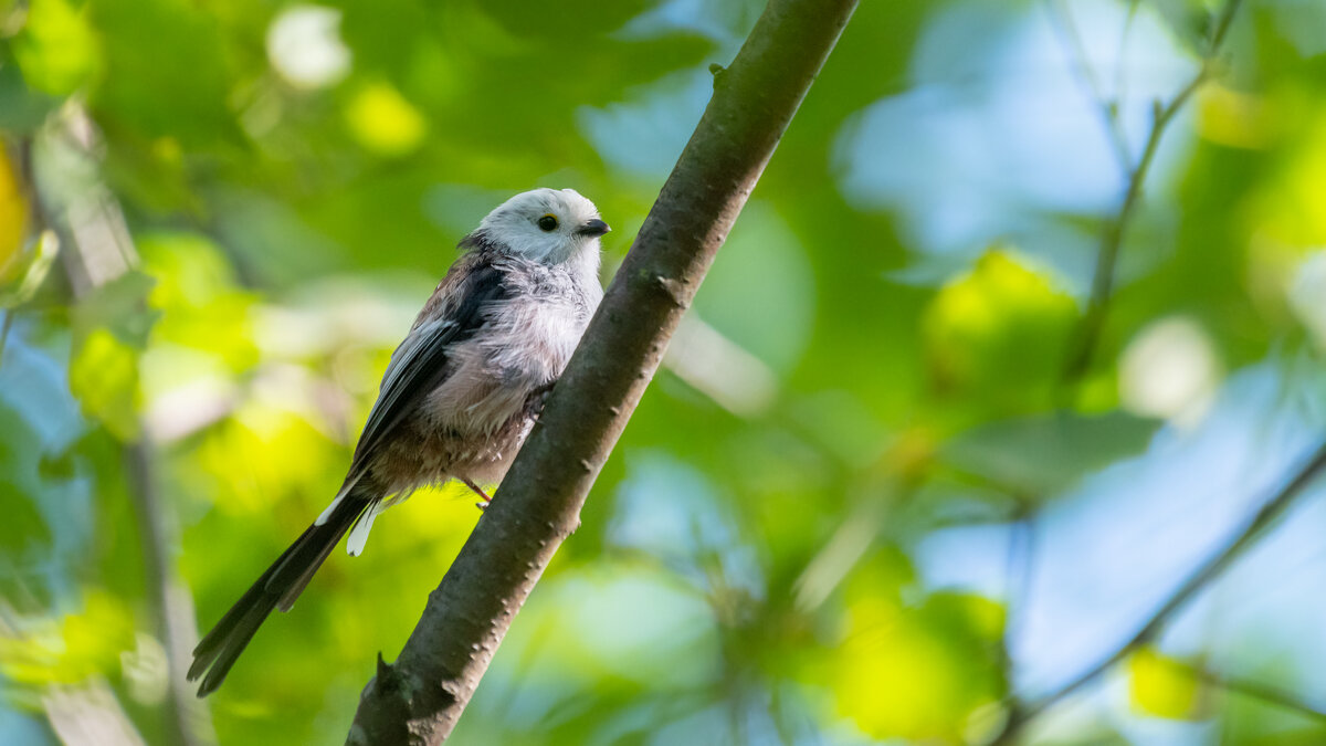 Синица длиннохвостая (ополовник) - Владимир Лазарев