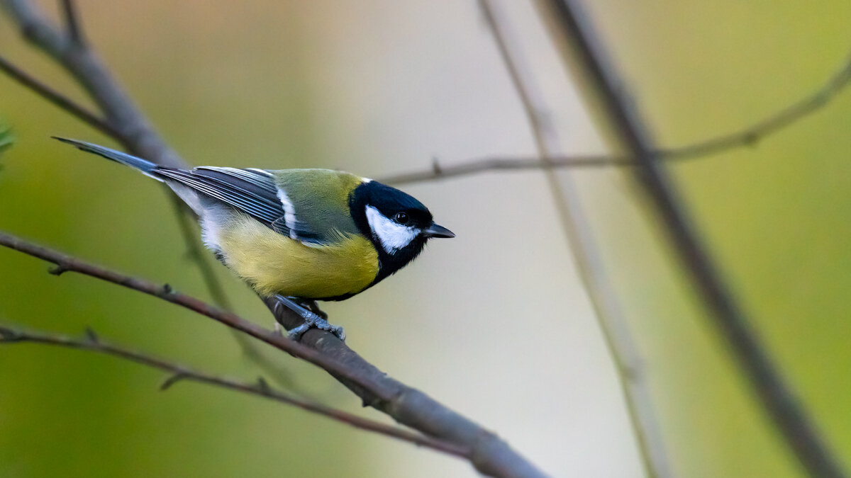 Синица большая - Владимир Лазарев