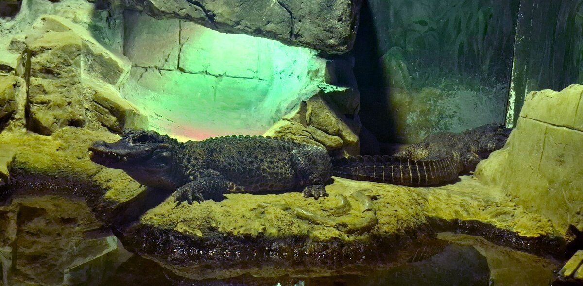 Зоопарк - Андрей Л. В.