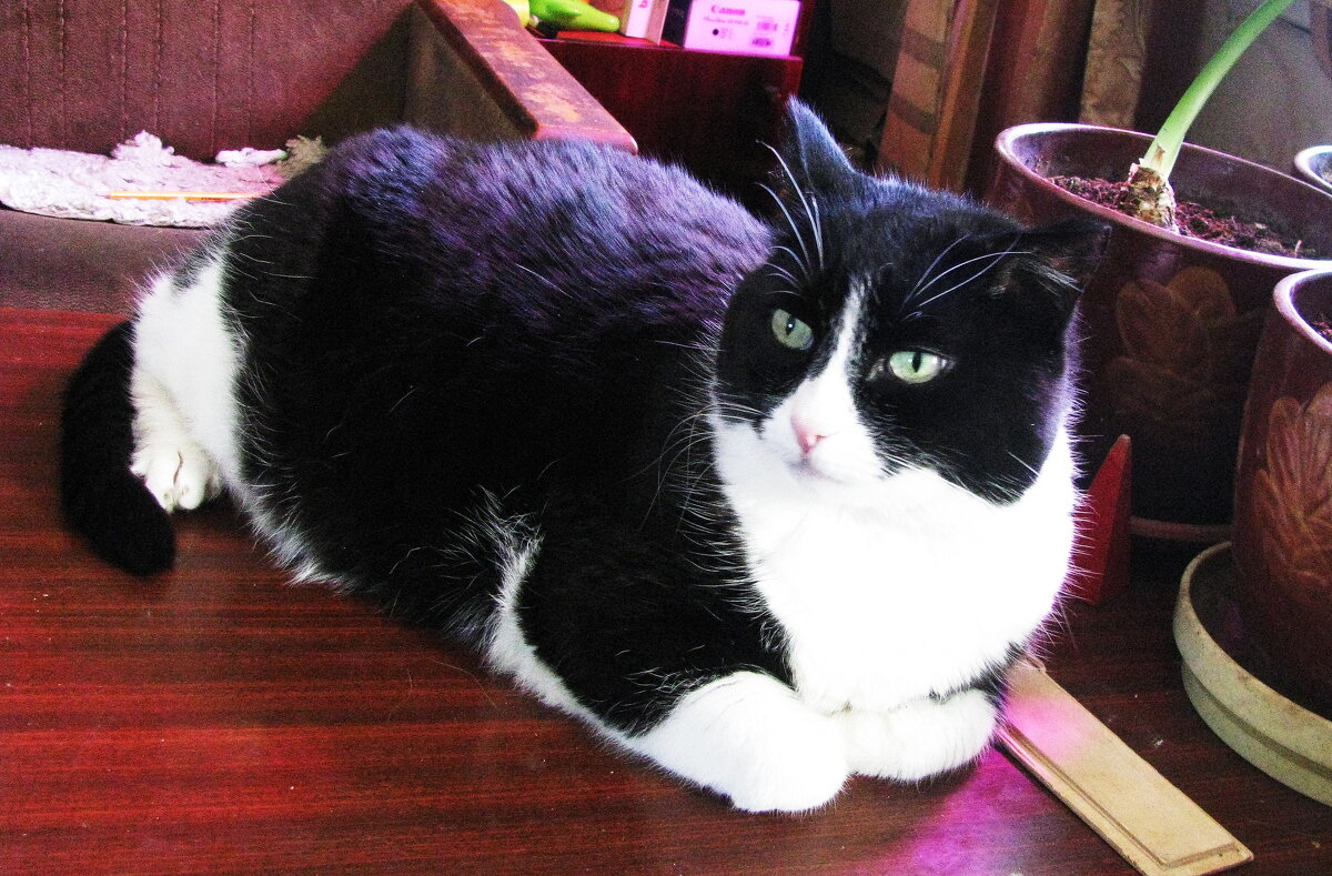 После прогулки - Людмила Смородинская