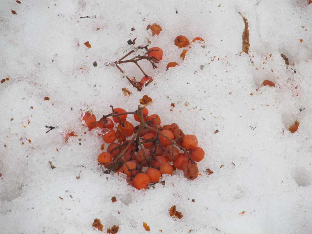 февральское - Елена Шаламова