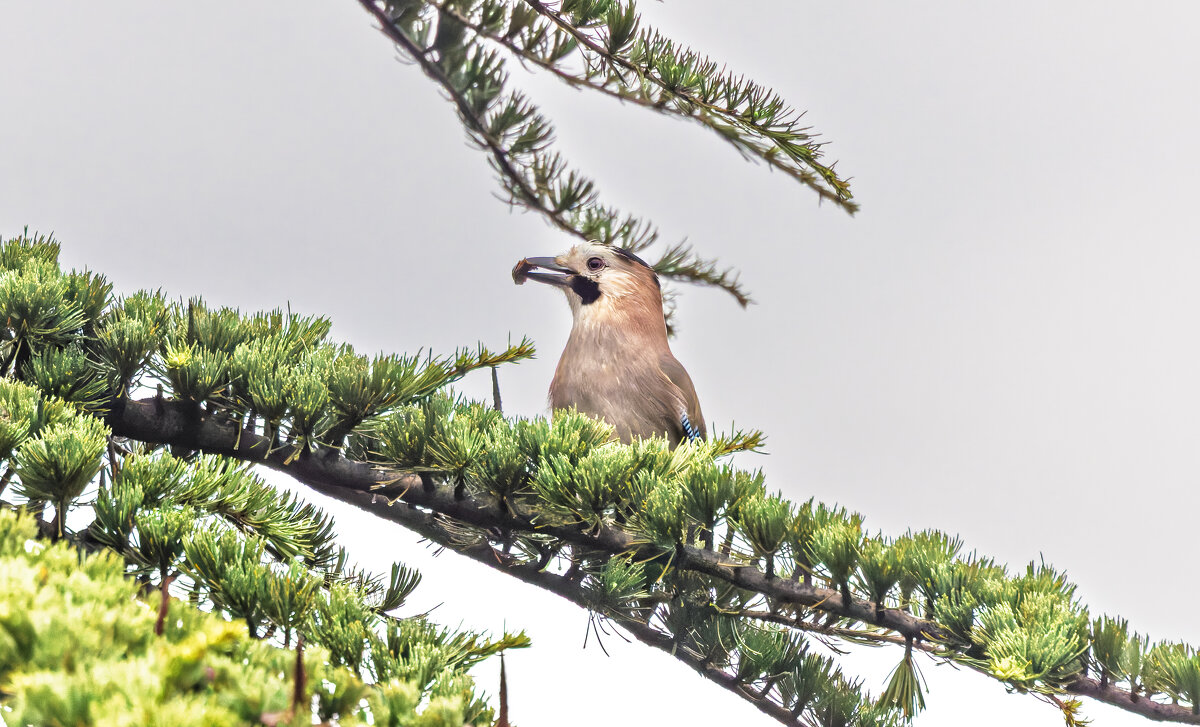 сойка - юрий макаров