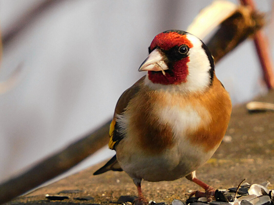 Щегол - Лина Щегол - Лина