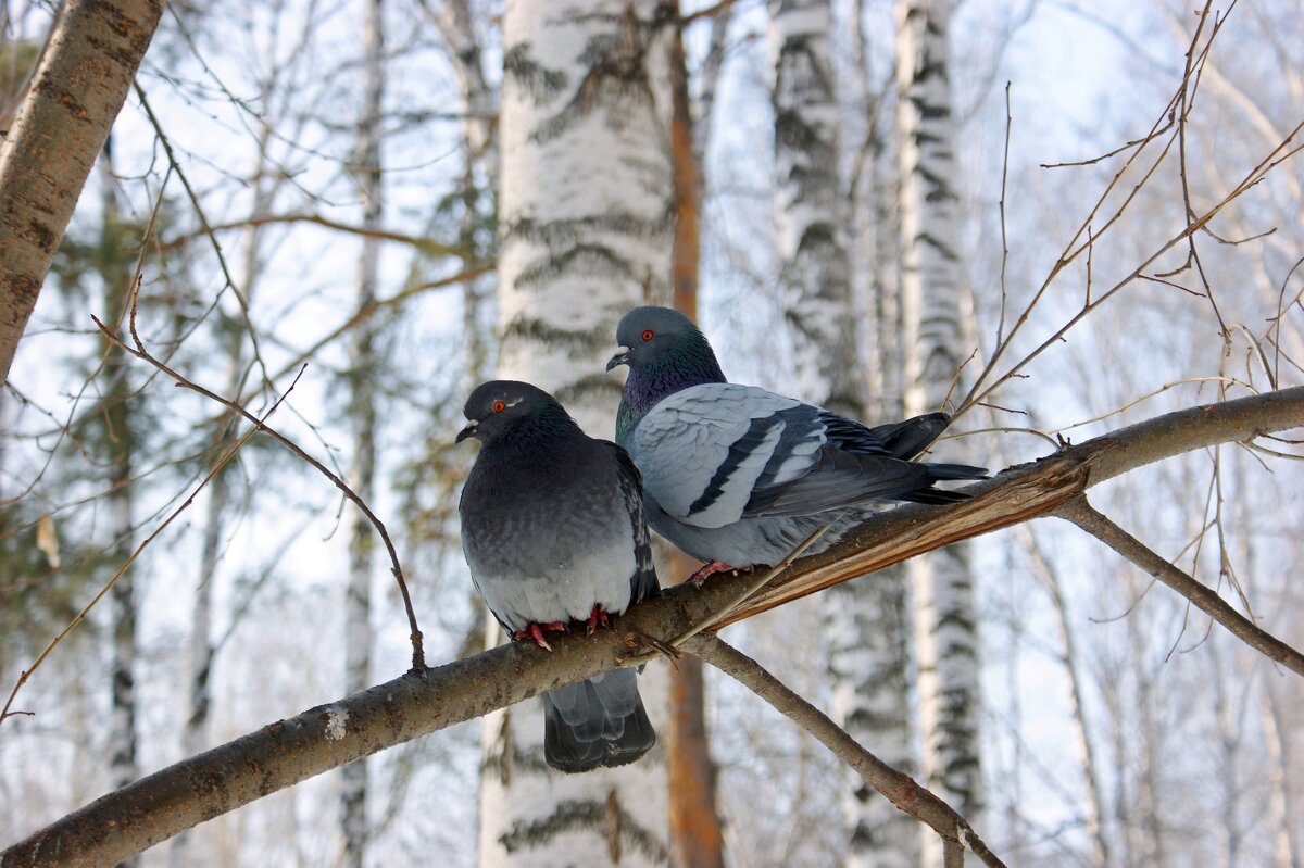 Свидание - Галина Нестратова