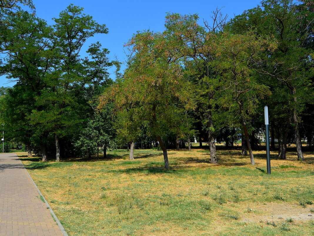 Керчь. Акации на лужайке Комсомольского парка летом. - Пётр Чернега
