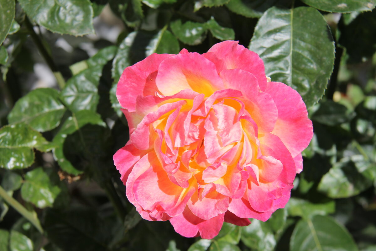 САДОВАЯ РОЗА - Валентина 