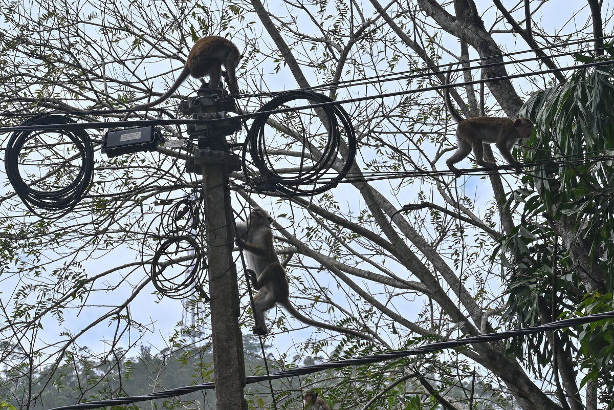 Шри-Ланка. Своя братва - электрики... - Александр Беляков Шри-Ланка. Своя братва - электрики... - Александр Беляков