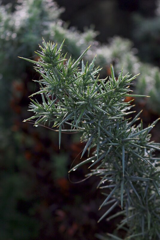 Символ Шотландии - Ольга Символ Шотландии - Ольга