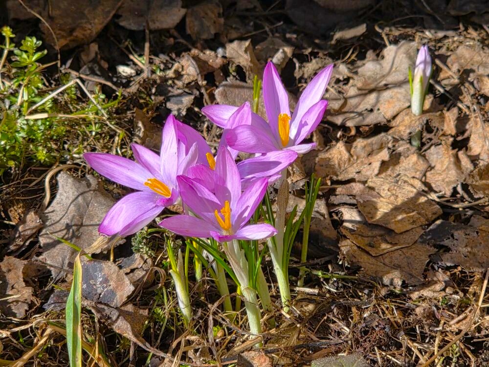 Первые крокусы в Кубинке... - Константин Анисимов Первые крокусы в Кубинке... - Константин Анисимов