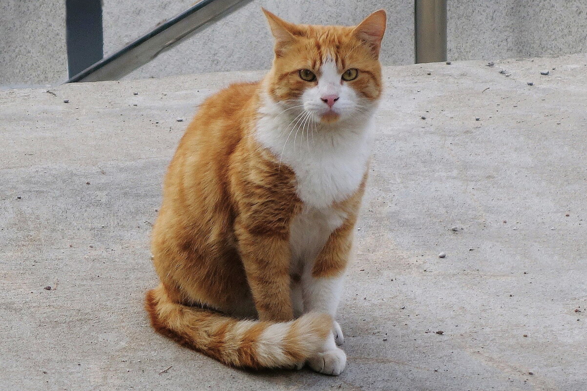 Рыжие кошки - Рита Симонова