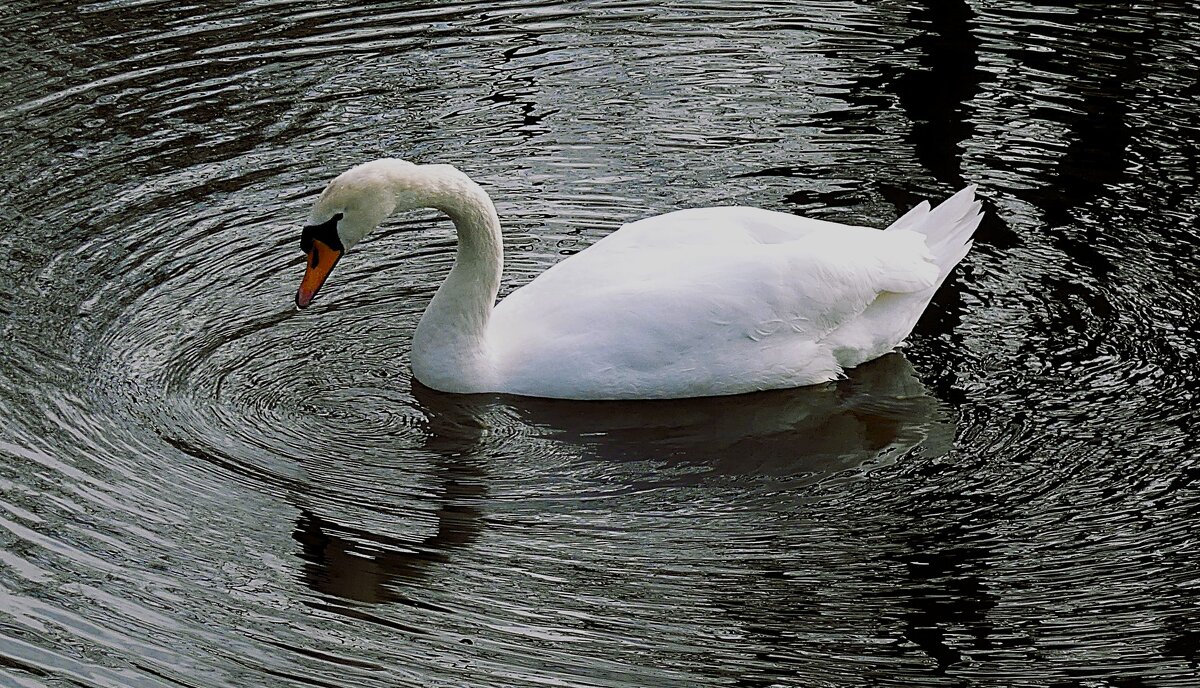 Из жизни птиц(серия) - Владимир Манкер