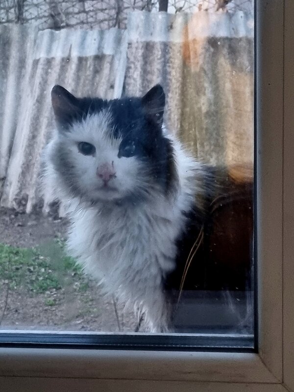 Незнакомый котик... - Наталья 