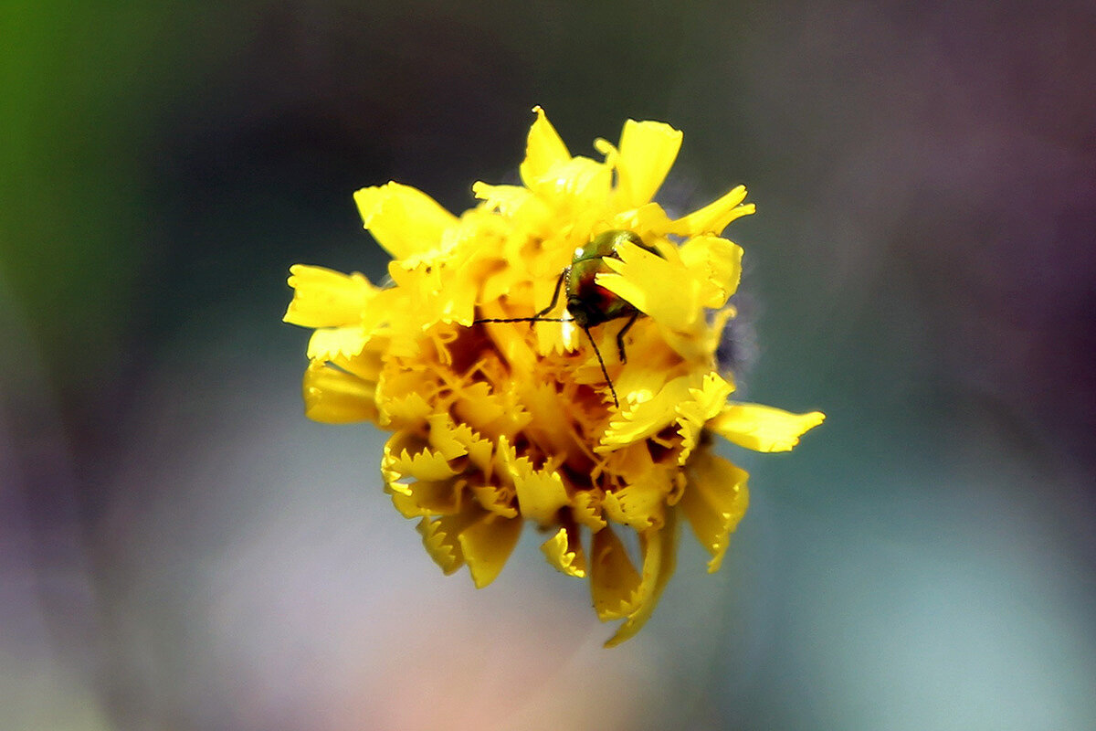 Смайлик - Сергей Сомихин
