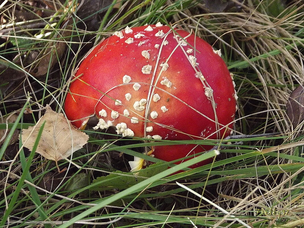 Мухомор - Freddy 97