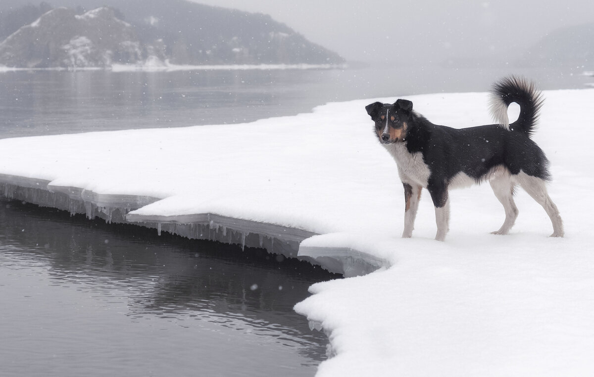 На льдине - Марина Фомина.