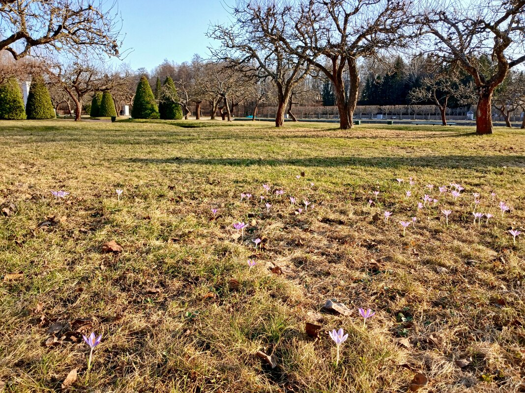 Мартовское цветение крокусов. - Лия ☼