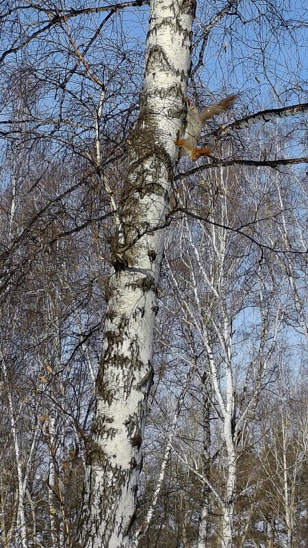 Белкины попрыгушки . - Мила Бовкун