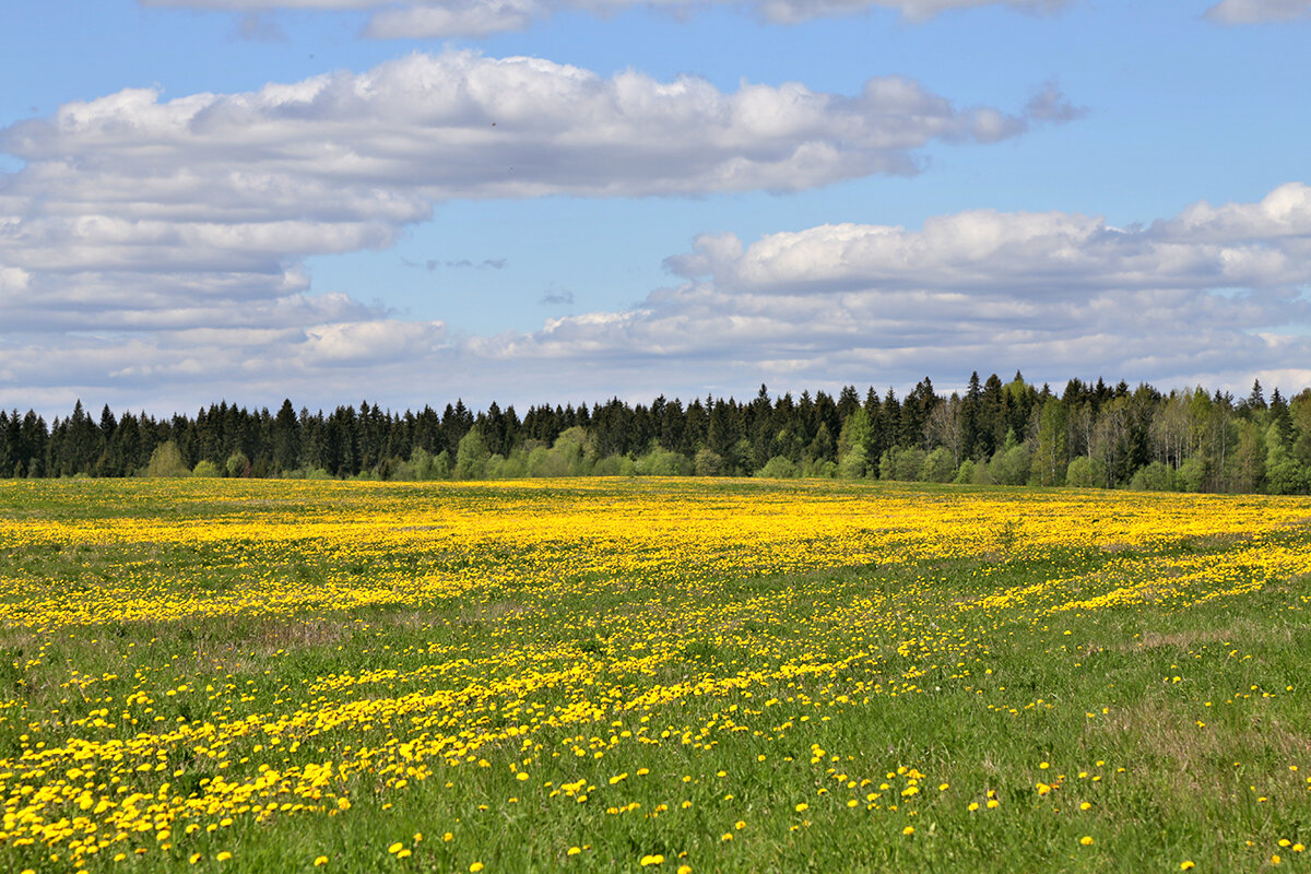 Русское поле - Сергей Сомихин
