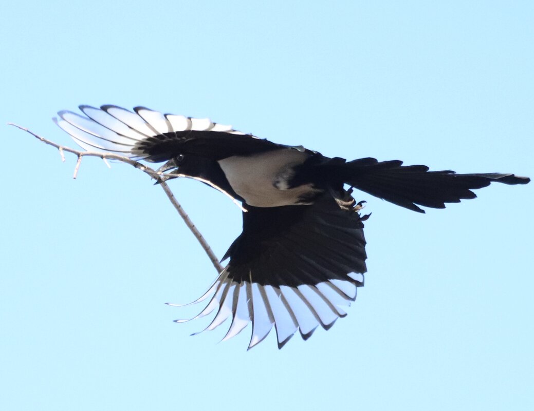 Весна. Стройка идёт. - Елена Иванкина