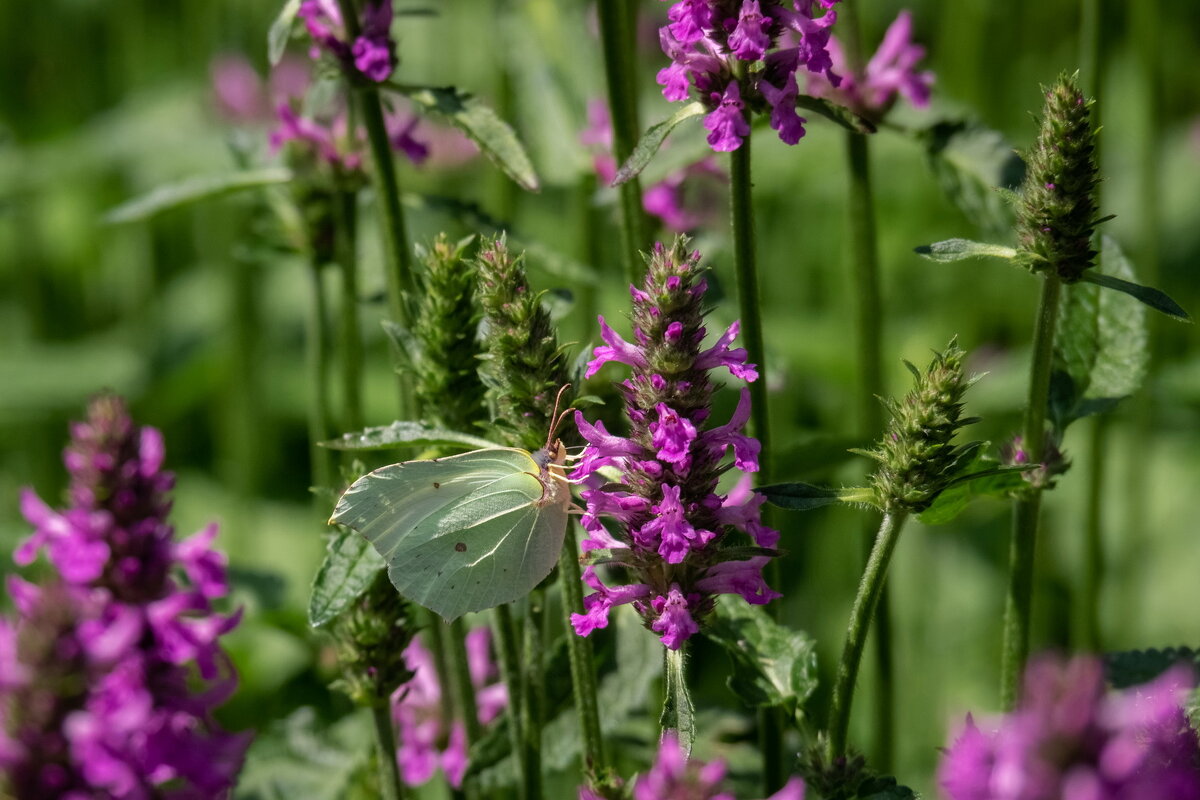 Про лимонницу... - Николай Гирш