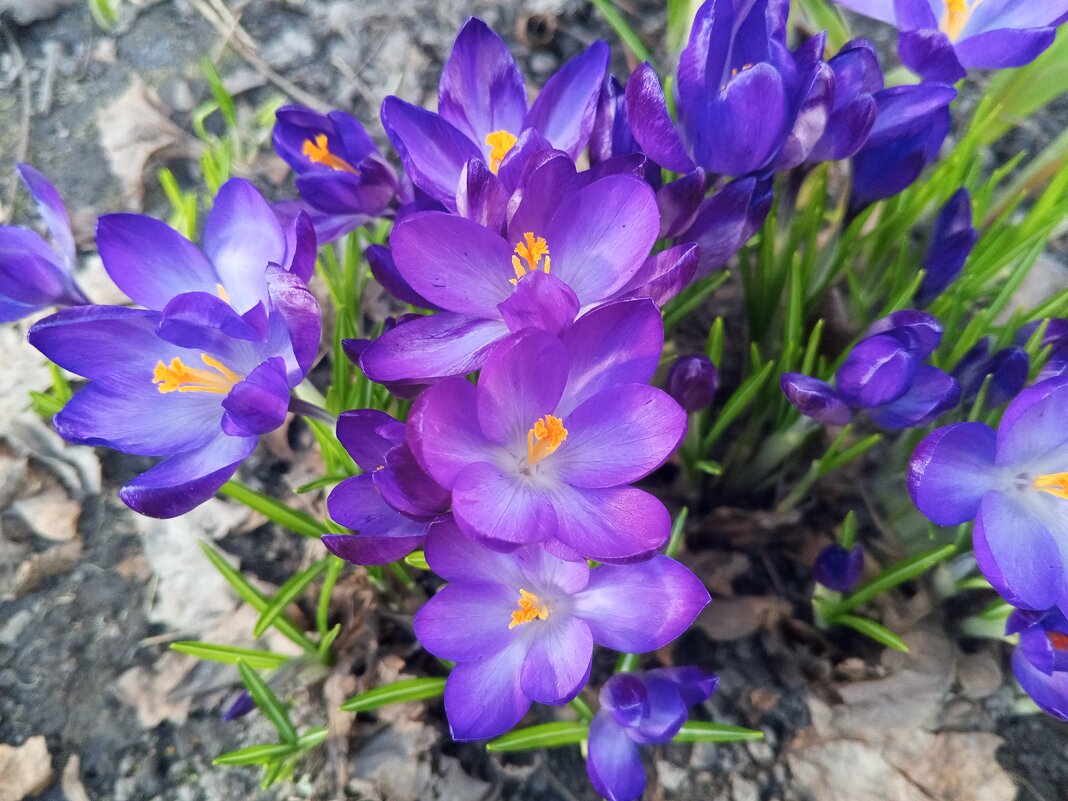 Крокус - Сапсан 