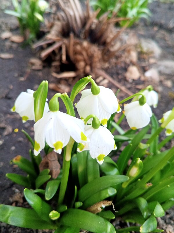 Белоцветник - Сапсан 