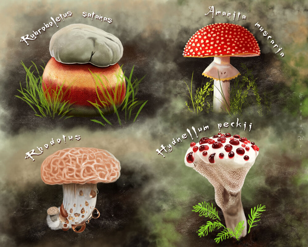 Грибы - Наталия Львова Грибы - Наталия Львова