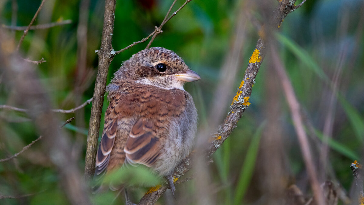 Жулан-сорокопут - Владимир Лазарев