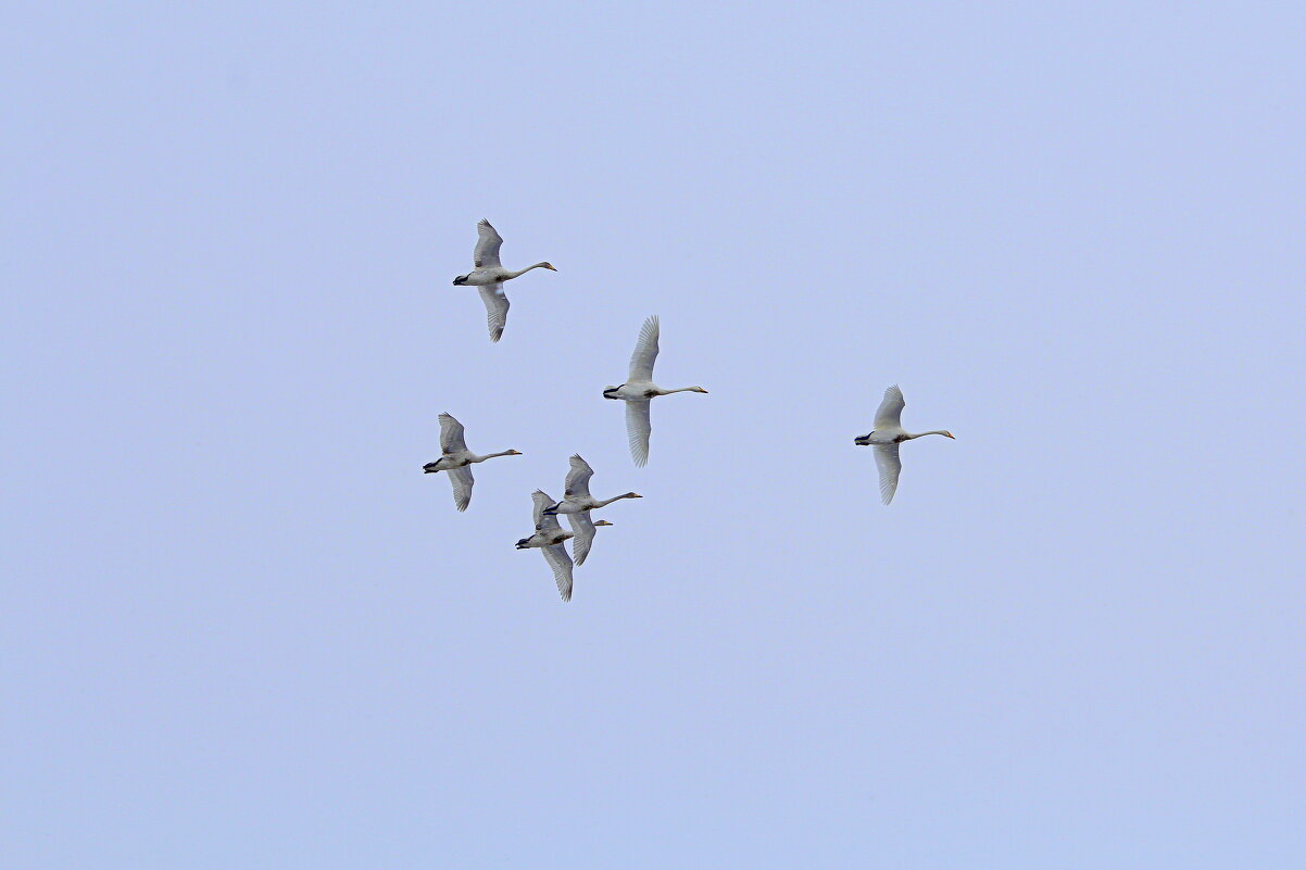 Высоко над озером - готовятся к отлёту - Татьяна Лютаева Высоко над озером - готовятся к отлёту - Татьяна Лютаева