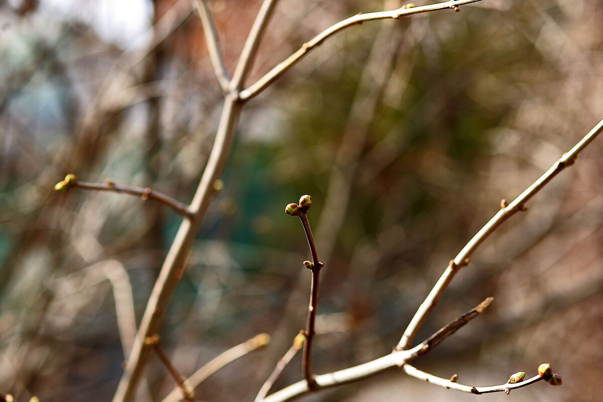Сирень - Юрий Гайворонскiий
