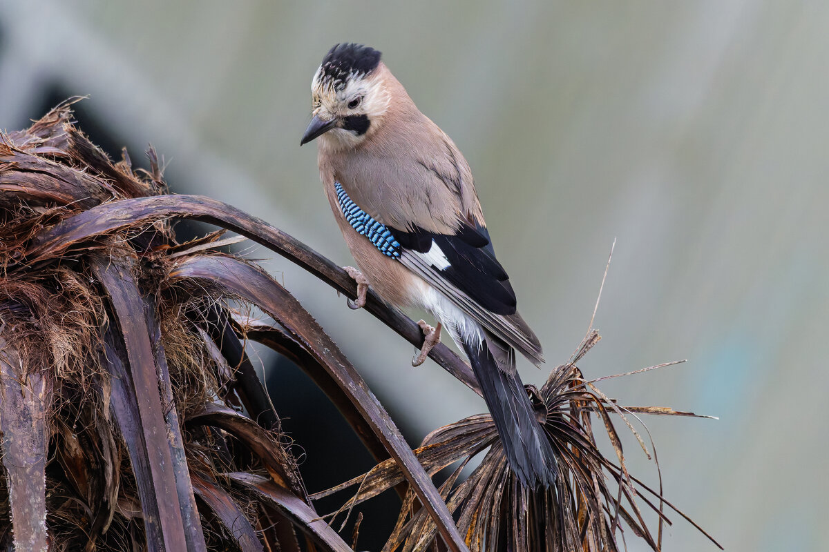 сойка - юрий макаров