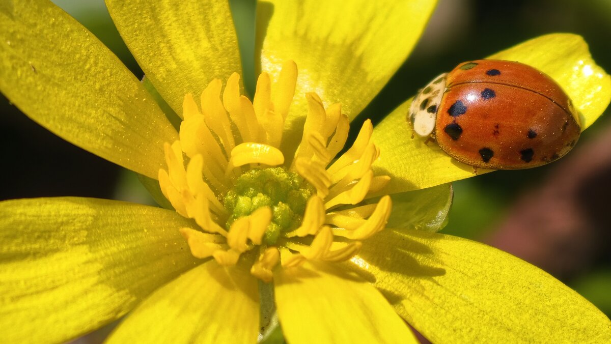 Азиатская божья коровка на цветке - Мариша 