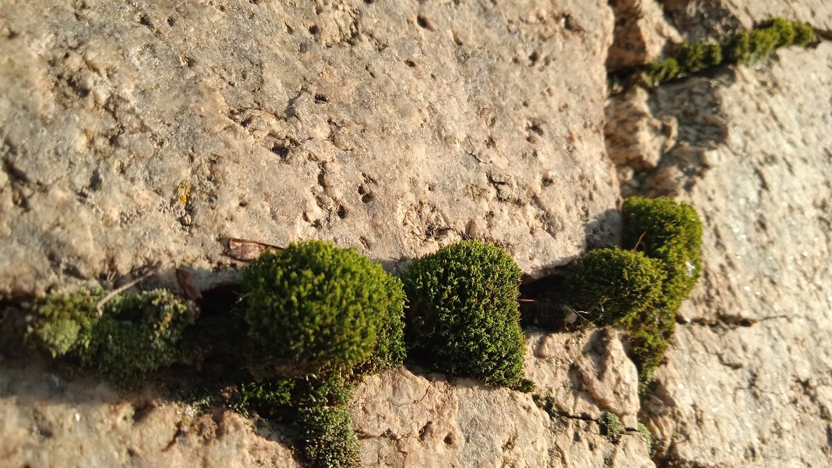 уральское - Елена Шаламова уральское - Елена Шаламова