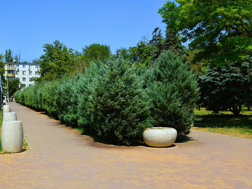 Керчь. Можжевельник скальный «Блю Эрроу» в Комсомольском парке. - Пётр Чернега Керчь. Можжевельник скальный «Блю Эрроу» в Комсомольском парке. - Пётр Чернега