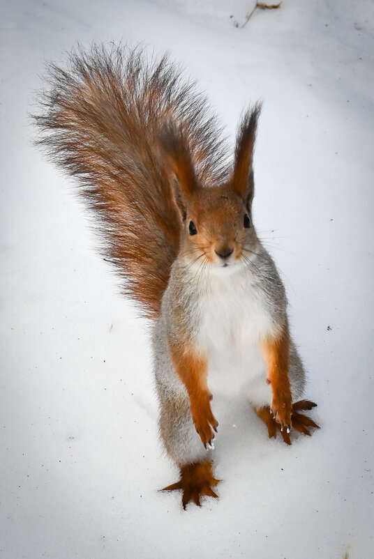 Из жизни белочек. Ульяновск.Парк Прибрежный. - Александр Беляков Из жизни белочек. Ульяновск.Парк Прибрежный. - Александр Беляков