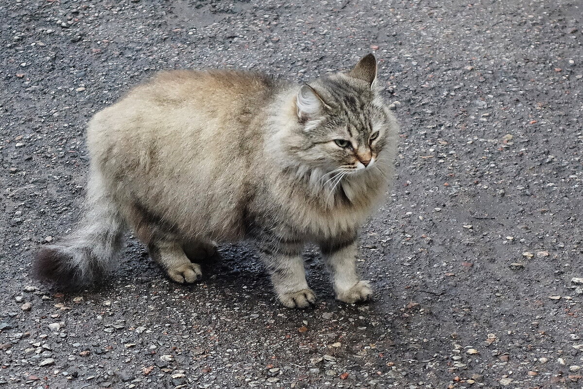 Пушистики - Рита Симонова