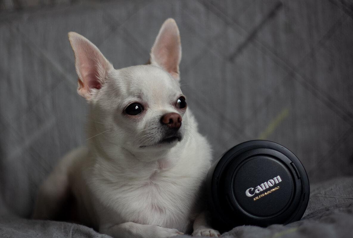 мой помощник - Ольга Косачова