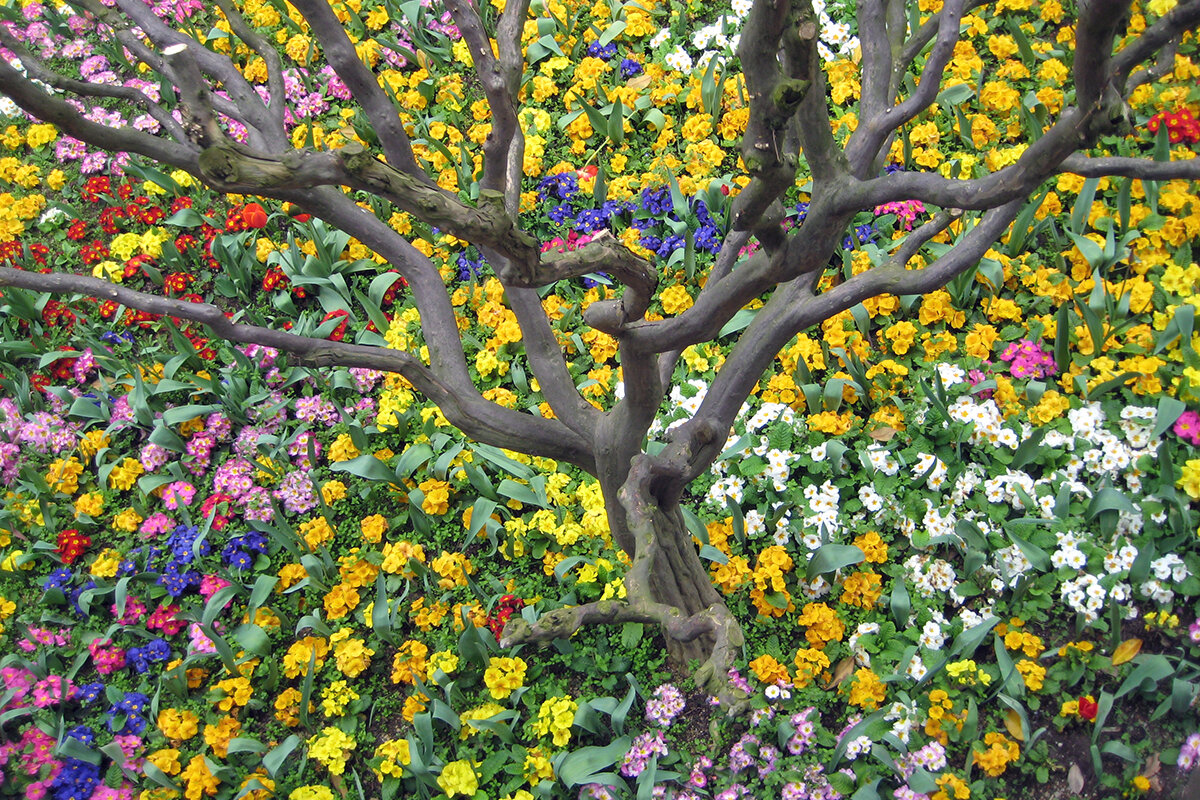 Клумбы Дворца Топкапы  в Стамбуле - Сергей Сомихин