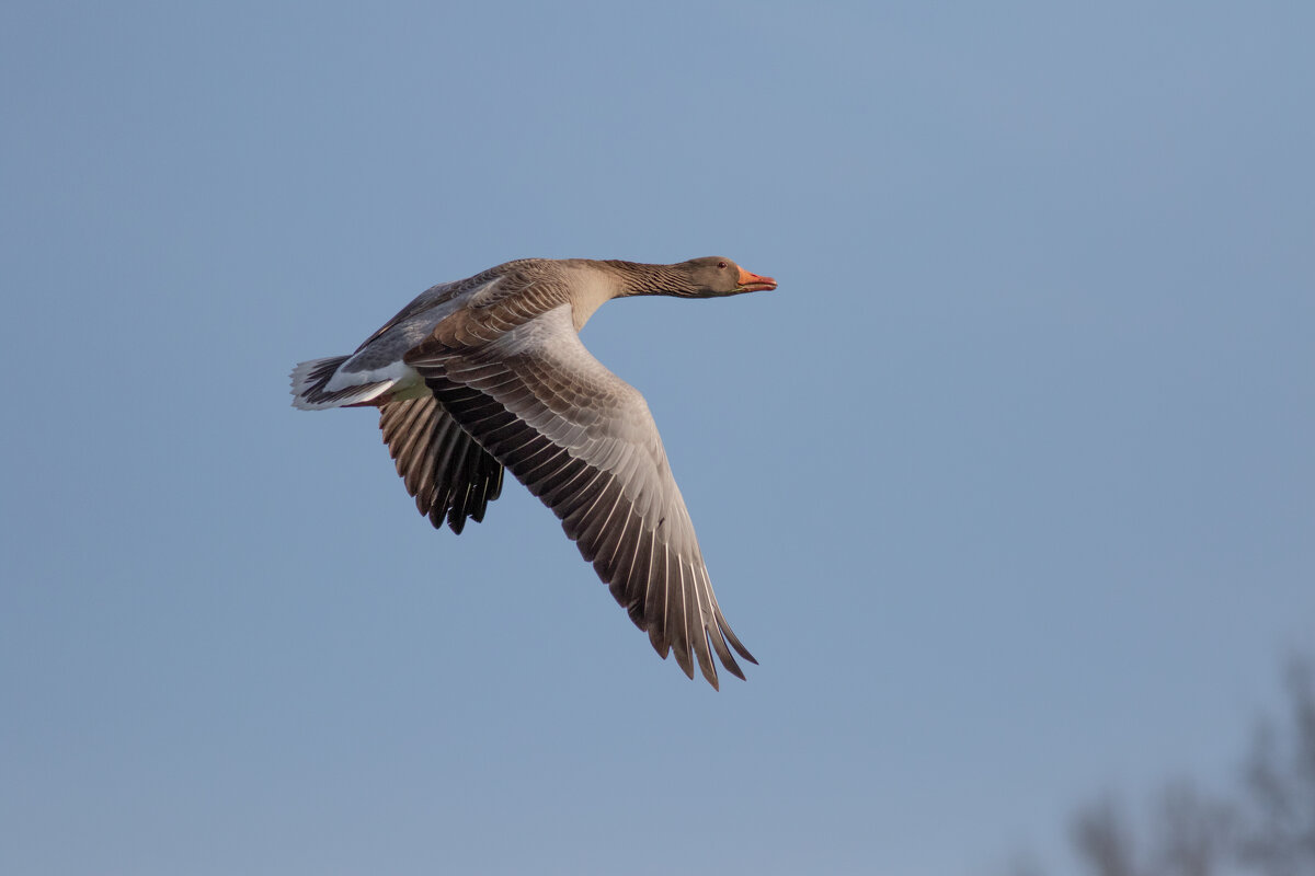 -- - vladimir -- - vladimir