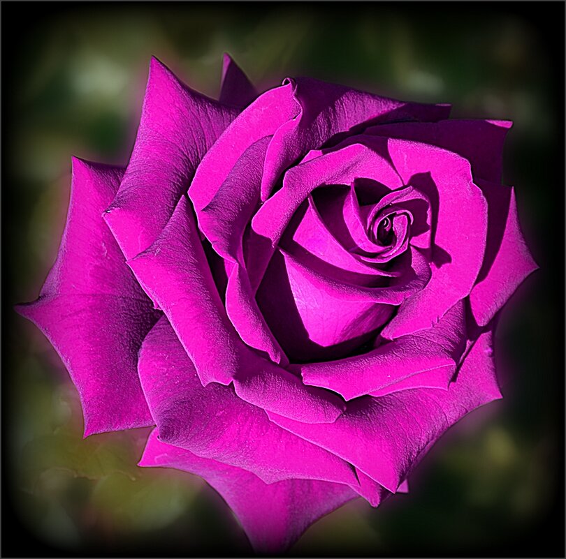 Сиреневая роза из сада - Наталья *** Сиреневая роза из сада - Наталья ***