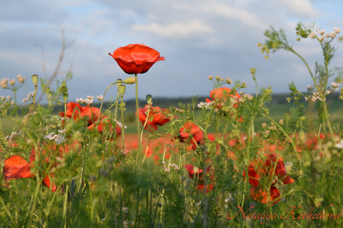 Природа Крыма - Изумительная Космея