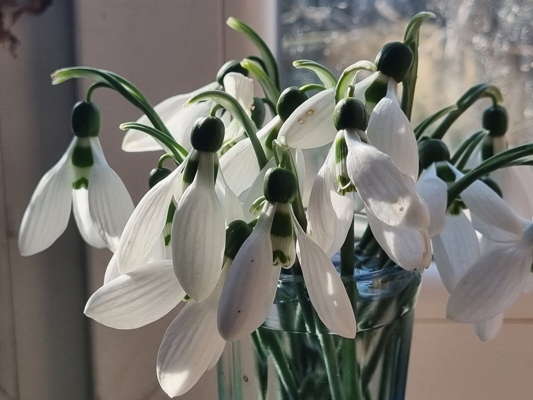 Красота на окошке - Наталья 