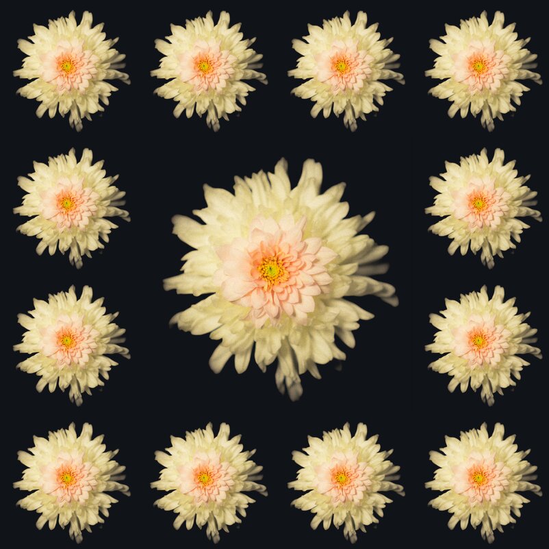 Цветочки - Илья Шенгелия