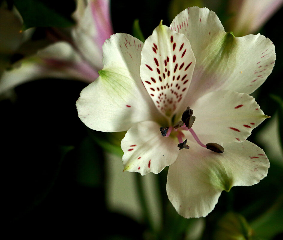 Альстромерии - Светлана Альстромерии - Светлана