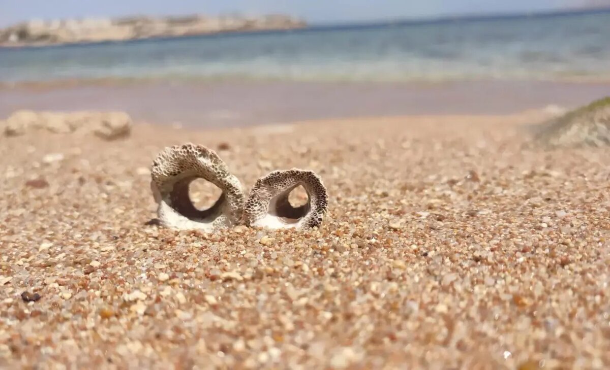 Ракушки - Ирэн Ракушки - Ирэн