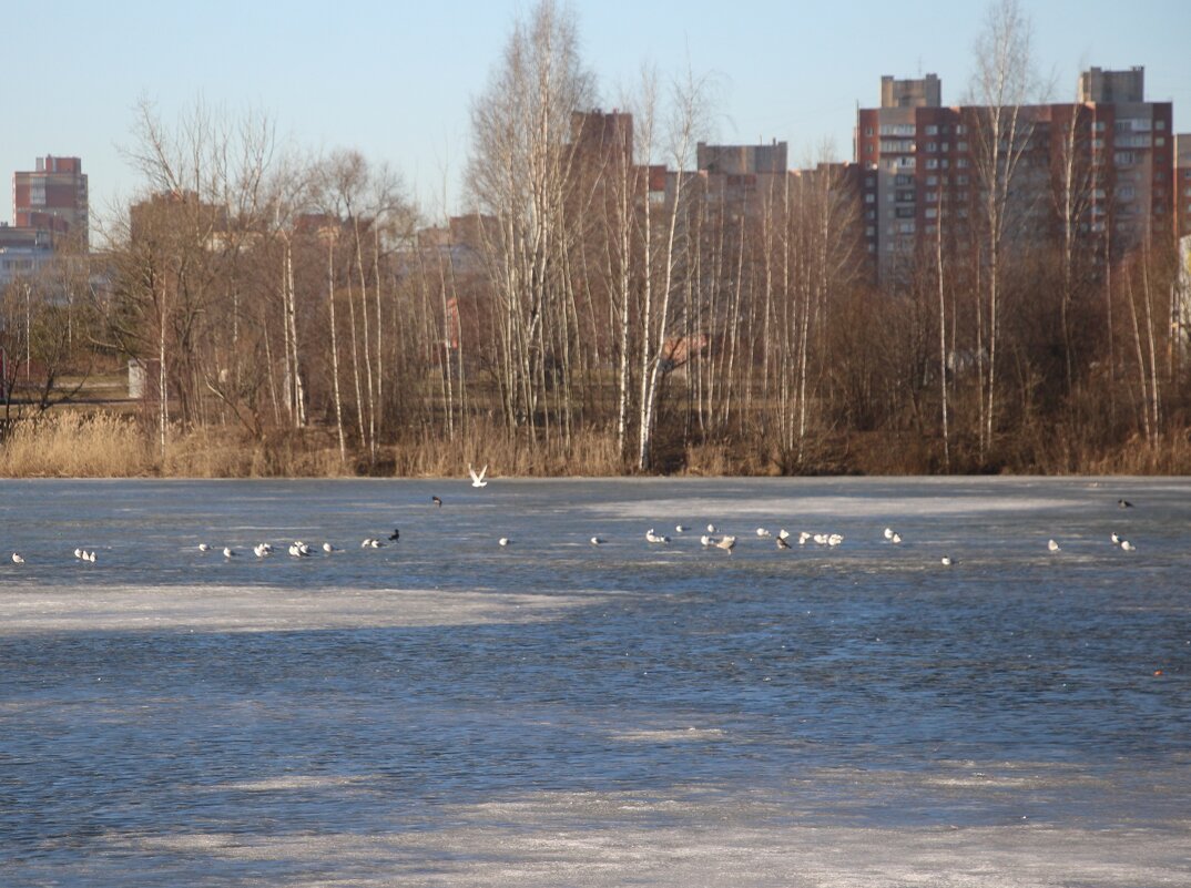 Весна в Купчино - Наталья Герасимова Весна в Купчино - Наталья Герасимова