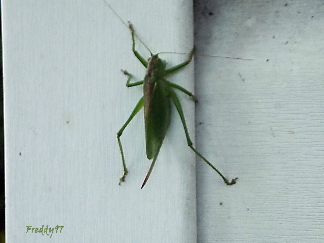 Кузнечик - Freddy 97