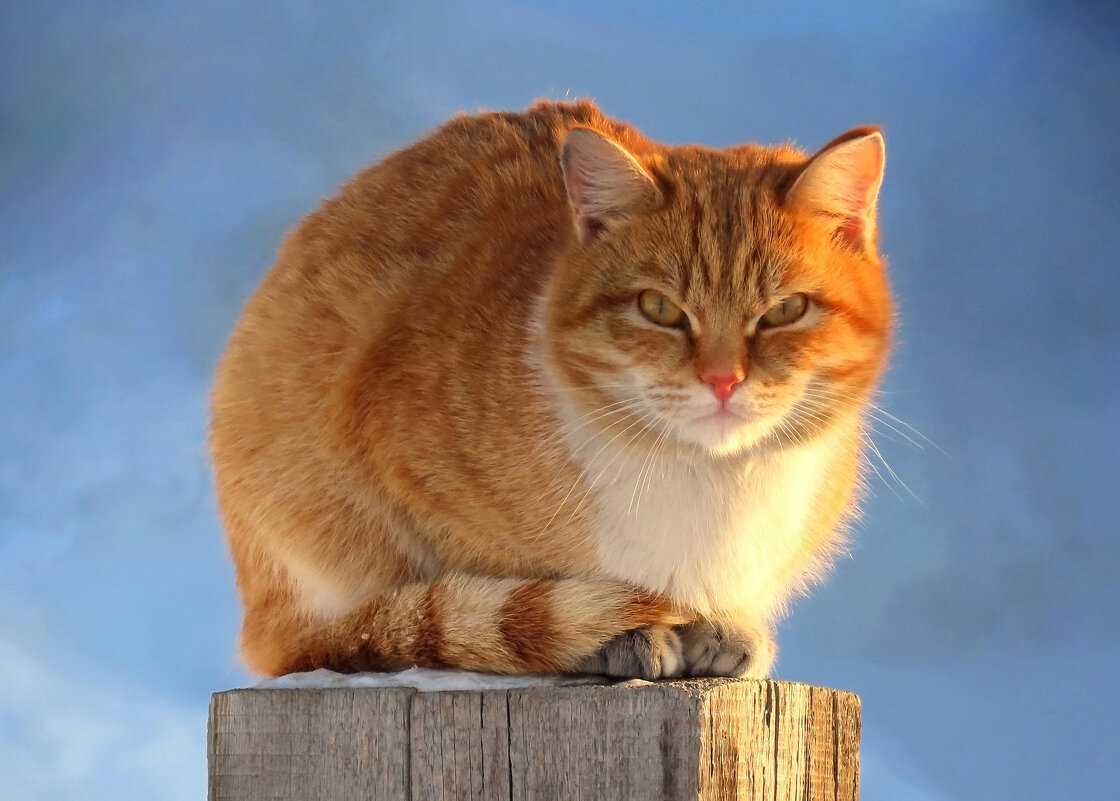 Мартовский рыжик - Valentina K