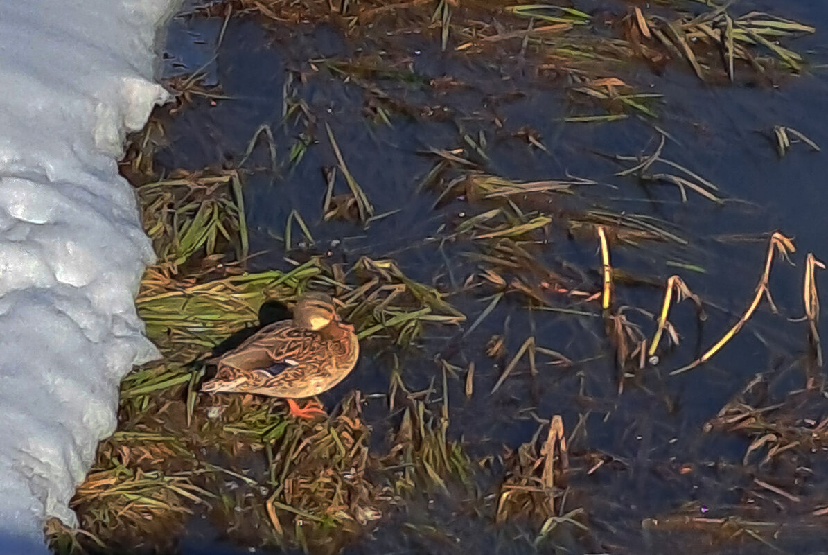Вот и весна. - Николай 
